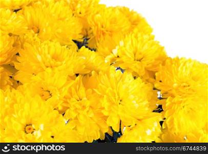 Beautiful yellow chrysanthemum flower (autumn vivid background) isolated on white
