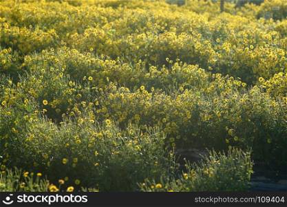 beautiful yellow chrysanthemum flower in the field