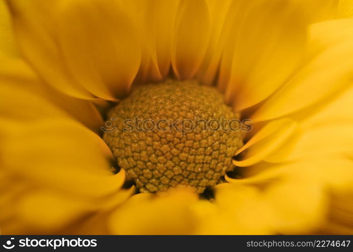 beautiful yellow chrysanthemum macro