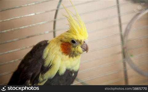 Beautiful yellow Cockatiel parrot sitting in metal cage