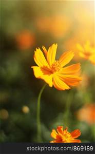 Beautiful yellow cosmos flowers, Yellow flower of Mexican Diasy with sunlight in garden