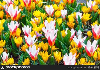 Beautiful yellow crocuses and white-red tulips (macro) in the spring time. Nature background.