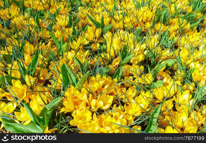 Beautiful yellow crocuses (macro) in the spring time. Nature background.