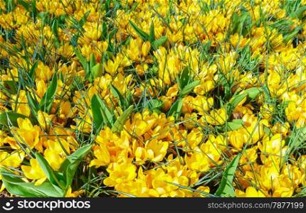 Beautiful yellow crocuses (macro) in the spring time. Nature background.