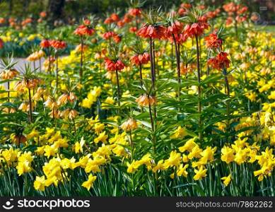 Beautiful yellow daffodils and red flowers in the spring park.