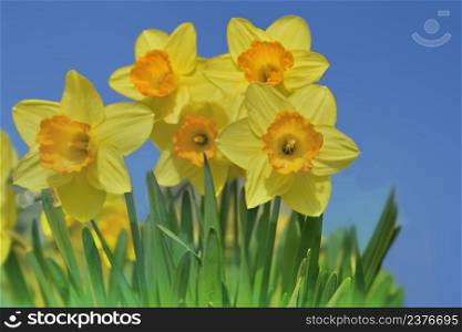 beautiful yellow daffodils blooming in a garden under blue sky