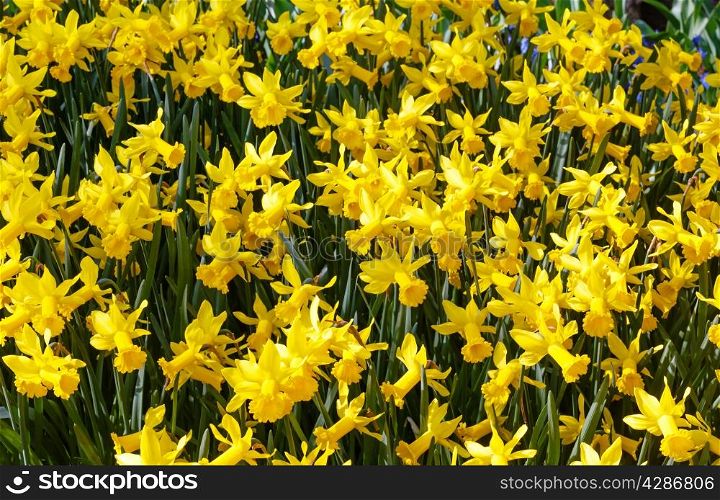 Beautiful yellow daffodils in the spring time.
