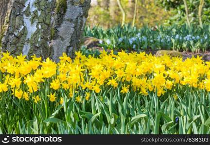 Beautiful yellow daffodils in the spring time.