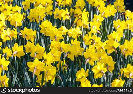 Beautiful yellow daffodils in the spring time (close-up). Background.