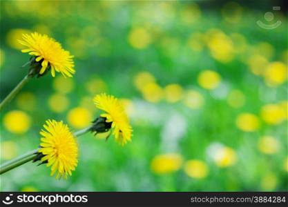 beautiful yellow dandelion flower in the background lawn. natural background