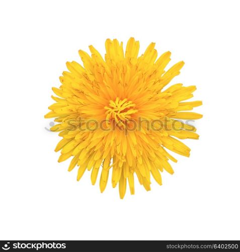 Beautiful Yellow Dandelion Flower Isolated on White Background