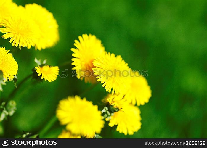 Beautiful yellow dandelion flowers close-up
