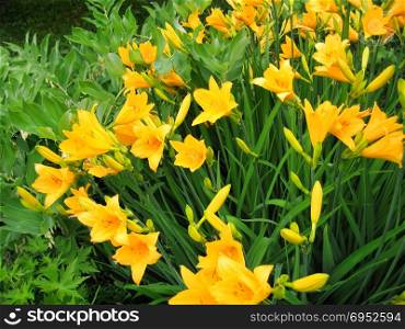 Beautiful yellow day-lily flowers (Hemerocallis Lilioasphodelus)