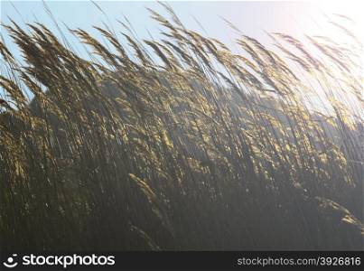 Beautiful yellow ears of corn in the sun, art shooting against the light