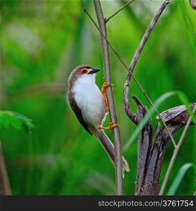 Beautiful Yellow-eyed Babbler bird (Chrysomma sinense), standing on a branch, side profile