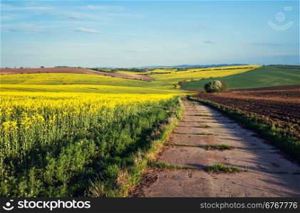 Beautiful yellow field countryside landscape
