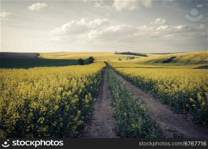 Beautiful yellow field countryside vintage landscape