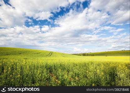 Beautiful yellow field landscape