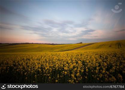 Beautiful yellow field landscape at sunset