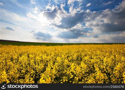 Beautiful yellow field sunny landscape