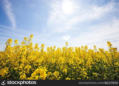 Beautiful yellow field with blue sunny sky