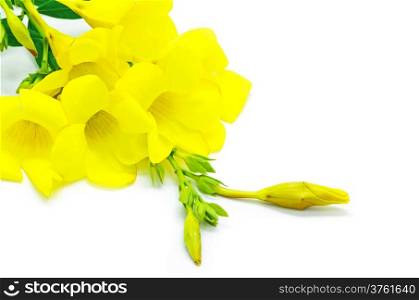 Beautiful yellow flower, Allamanda cathartica or golden trumpet, isolated on white background