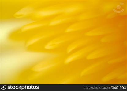 beautiful yellow flower chrysanthemum. Macro