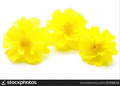 Beautiful yellow flower, Cosmos, isolated on a white background