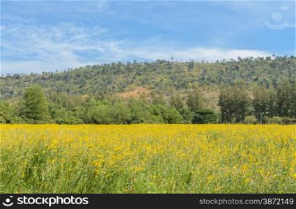 Beautiful yellow flower field of Crotalaria plant