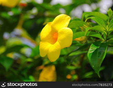 Beautiful yellow flower in a green garden