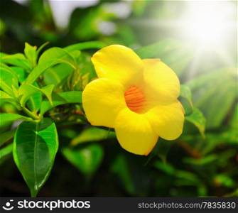 Beautiful yellow flower in a green garden