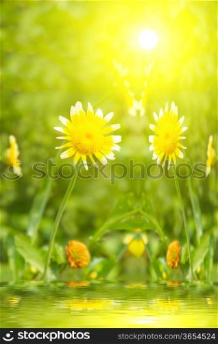 Beautiful yellow flower in field