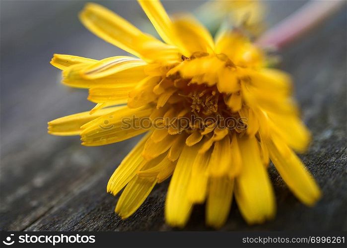 beautiful yellow flower in the garden