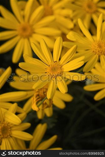 beautiful yellow flower in the garden