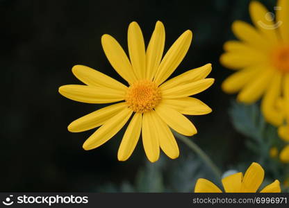 beautiful yellow flower in the garden