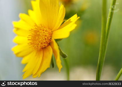 beautiful yellow flower in the light of a Sunny day. macrophotography. Low depth . selective focus