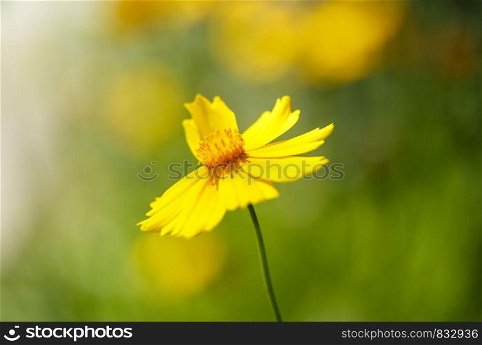 beautiful yellow flower in the light of a Sunny day. macrophotography. Low depth . selective focus