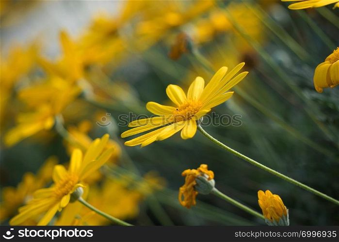 beautiful yellow flower plant
