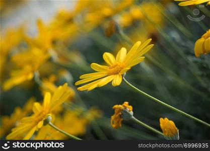 beautiful yellow flower plant