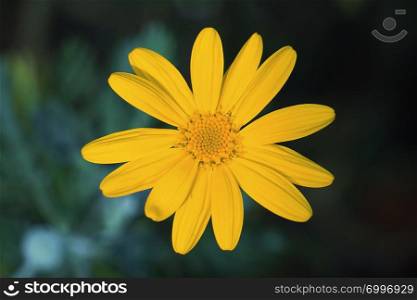 beautiful yellow flower plant in the nature