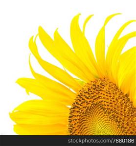 Beautiful yellow flower, Sunflower, isolated on white background