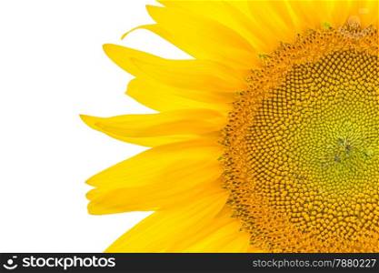 Beautiful yellow flower, Sunflower, isolated on white background