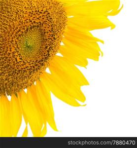 Beautiful yellow flower, sunflower petal, isolated on white background