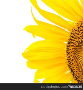 Beautiful yellow flower, sunflower petal, isolated on white background