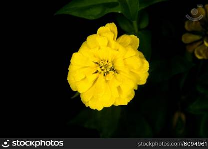 beautiful yellow flower with rain drops in garden in night and black background
