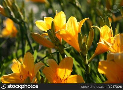 beautiful yellow flowers (Hemerocallis Lilioasphodelus)