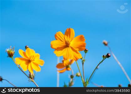 Beautiful yellow flowers in the garden Cosmos bipinnatus or Mexican aster