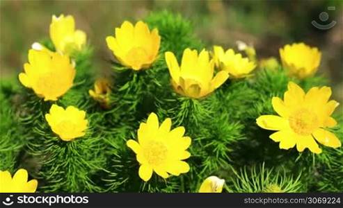 Beautiful yellow flowers of Adonis (Adonis vernalis)
