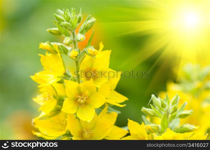 Beautiful yellow flowers on a green field