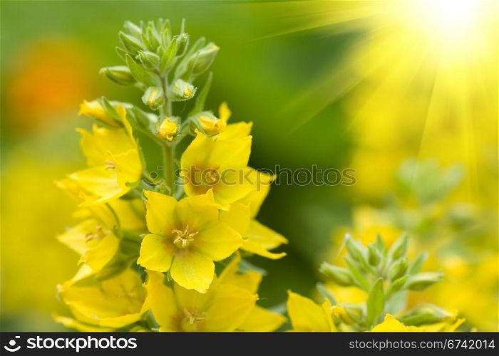Beautiful yellow flowers on a green field